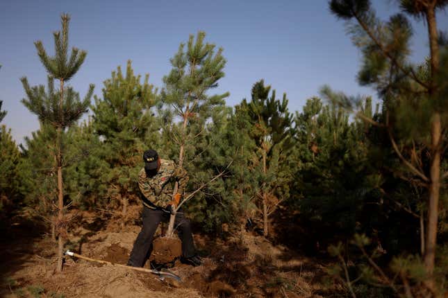 Image for article titled How much does mass tree planting affect climate change?
